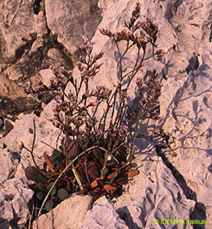 Limonium rigualii