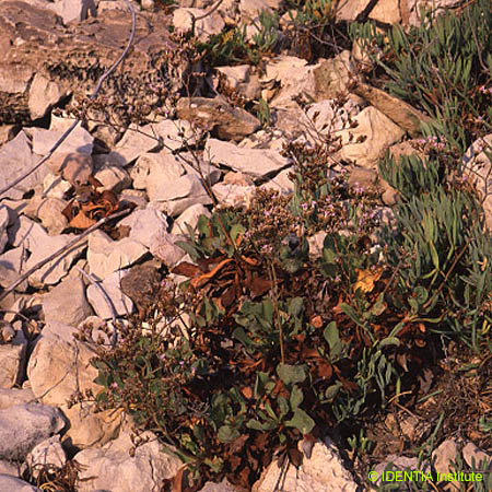 Limonium scopulorum(2)