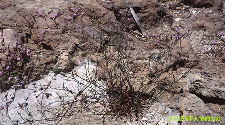 Limonium virgatum