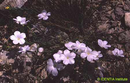 Linum narborense(2)