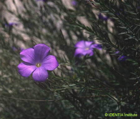 Linum narborense