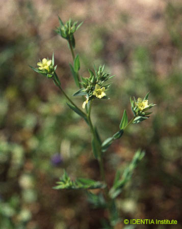 Linum strictum