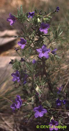 Lithodora fruticosa