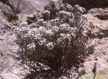 Lobularia maritima