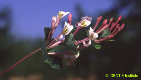 Lonicera implexa