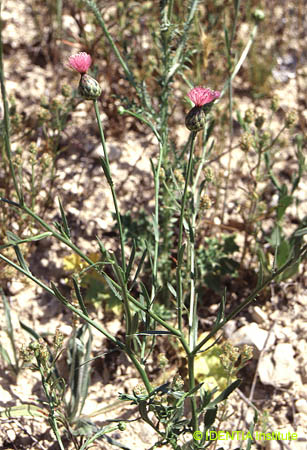 Mantisalca salmantica