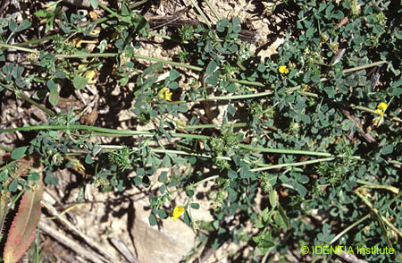 Medicago littoralis