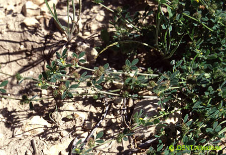 Medicago minima