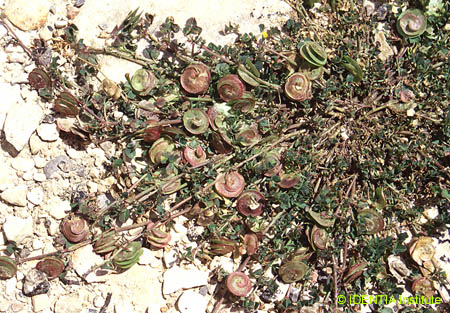 Medicago orbicularis