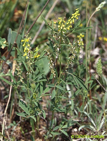 Melilotus sulcatus