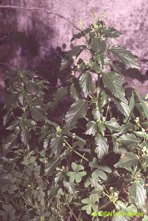 Mercurialis annua