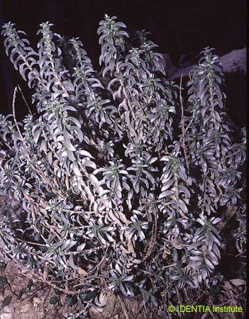 Mercurialis tomentosa