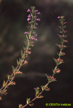 Micromeria graeca(2)