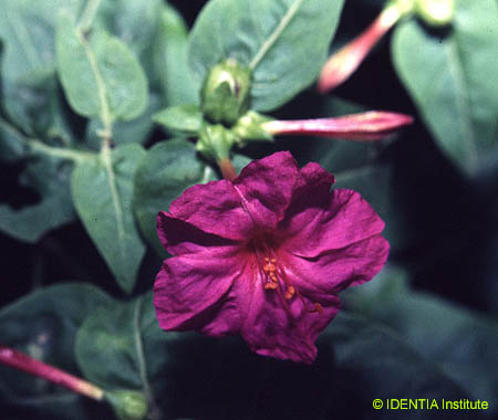 Mirabilis jalapa