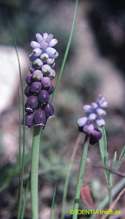 Muscari comosum