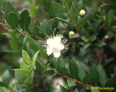 Myrtus communis