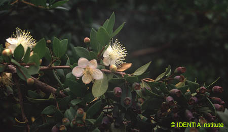 Myrtus communis2