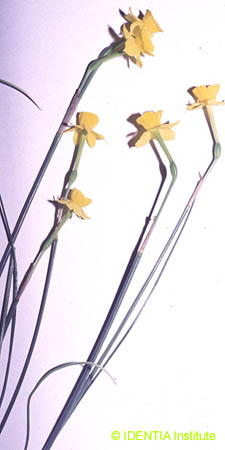 Narcissus assoanus