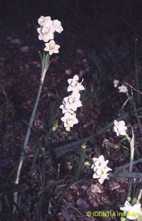 Narcissus dubius