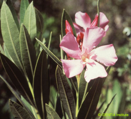 Nerium oleander