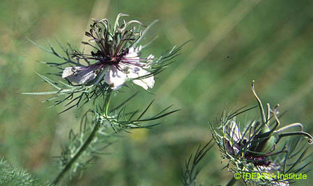 Nigella damascena