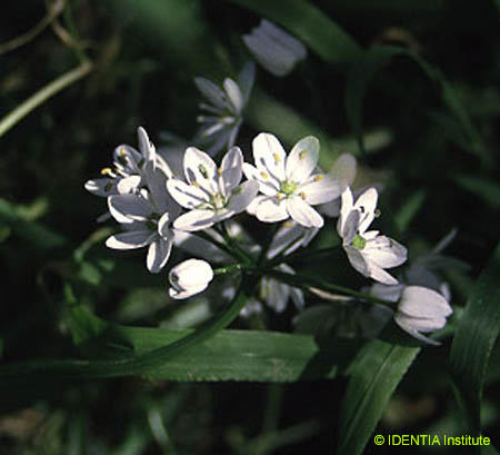 Nothoscordum gracile(2)