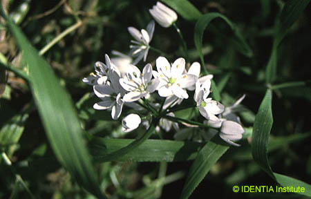 Nothoscordum gracile