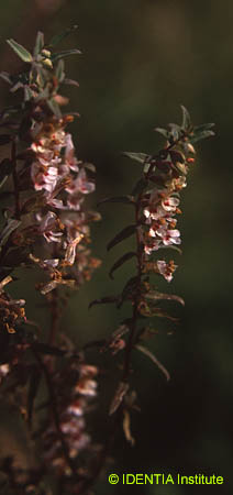 Odontites kaliformis(2)