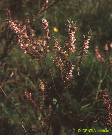 Odontites kaliformis