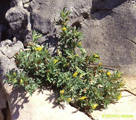 Ononis minutissima(2)