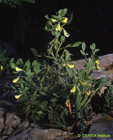 Ononis ornithopodioides