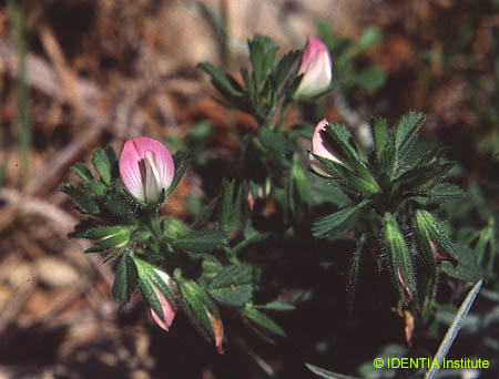 Ononis reclinata