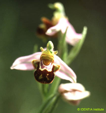 Ophrys apifera