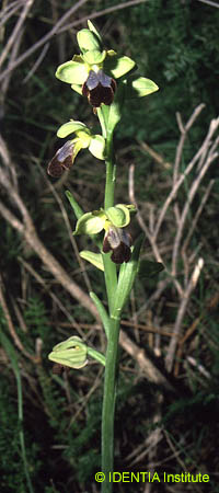 Ophrys arnoldii(2)