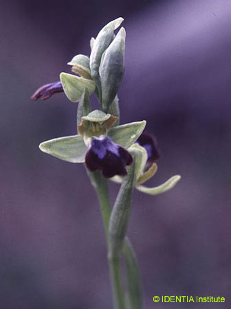 Ophrys arnoldii