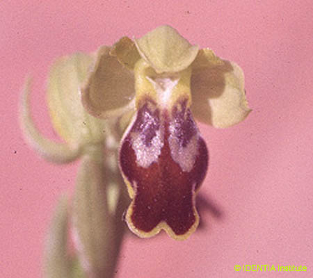 Ophrys dianica