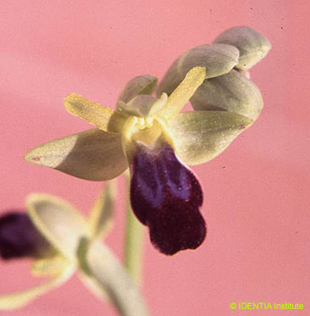 Ophrys lupercalis