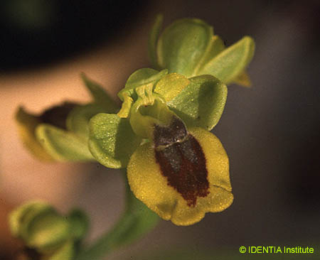 Ophrys lutea