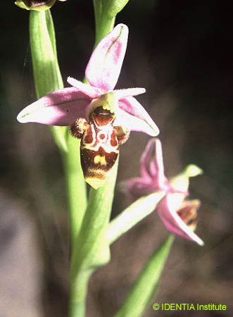 Ophrys scolopax
