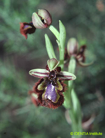 Ophrys speculum