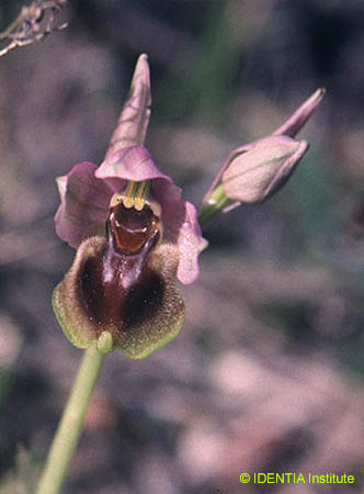 Ophrys tenthredinifera(2)