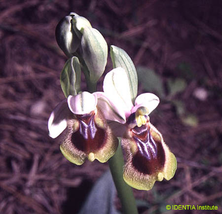 Ophrys tenthredinifera