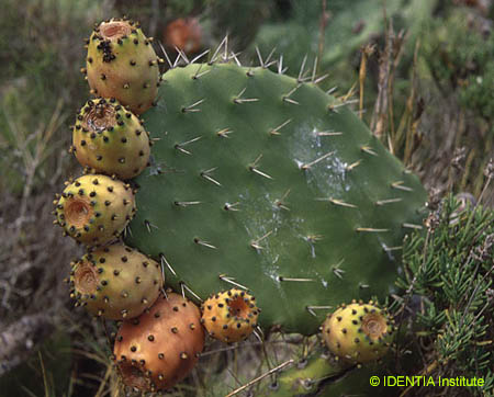 Opuntia maxima