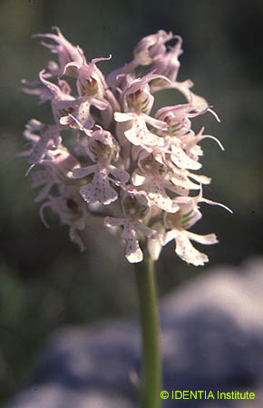 Orchis conica(2)