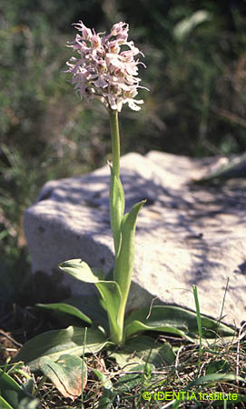 Orchis conica