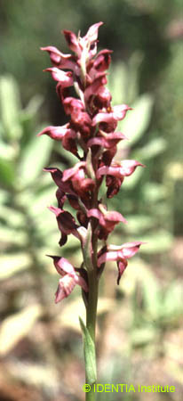 Orchis fragans