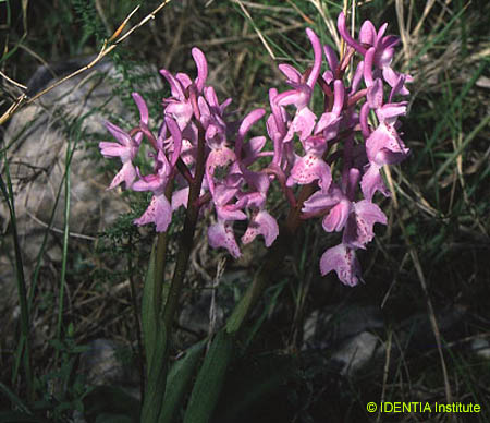 Orchis mascula(2)