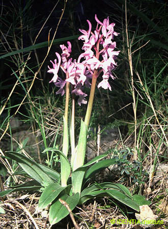 Orchis mascula