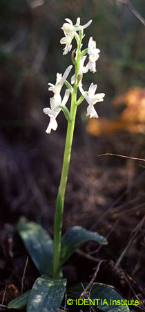 Orchis olbiensis