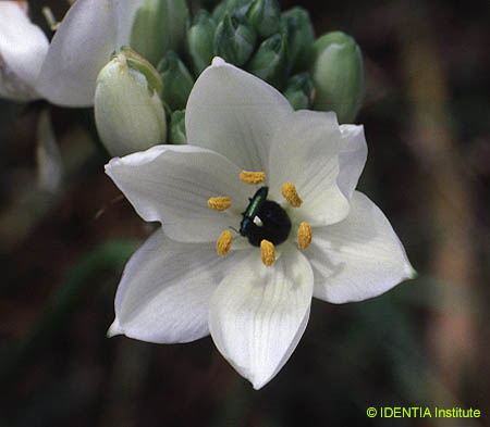 Ornithogalum arabicum(2)
